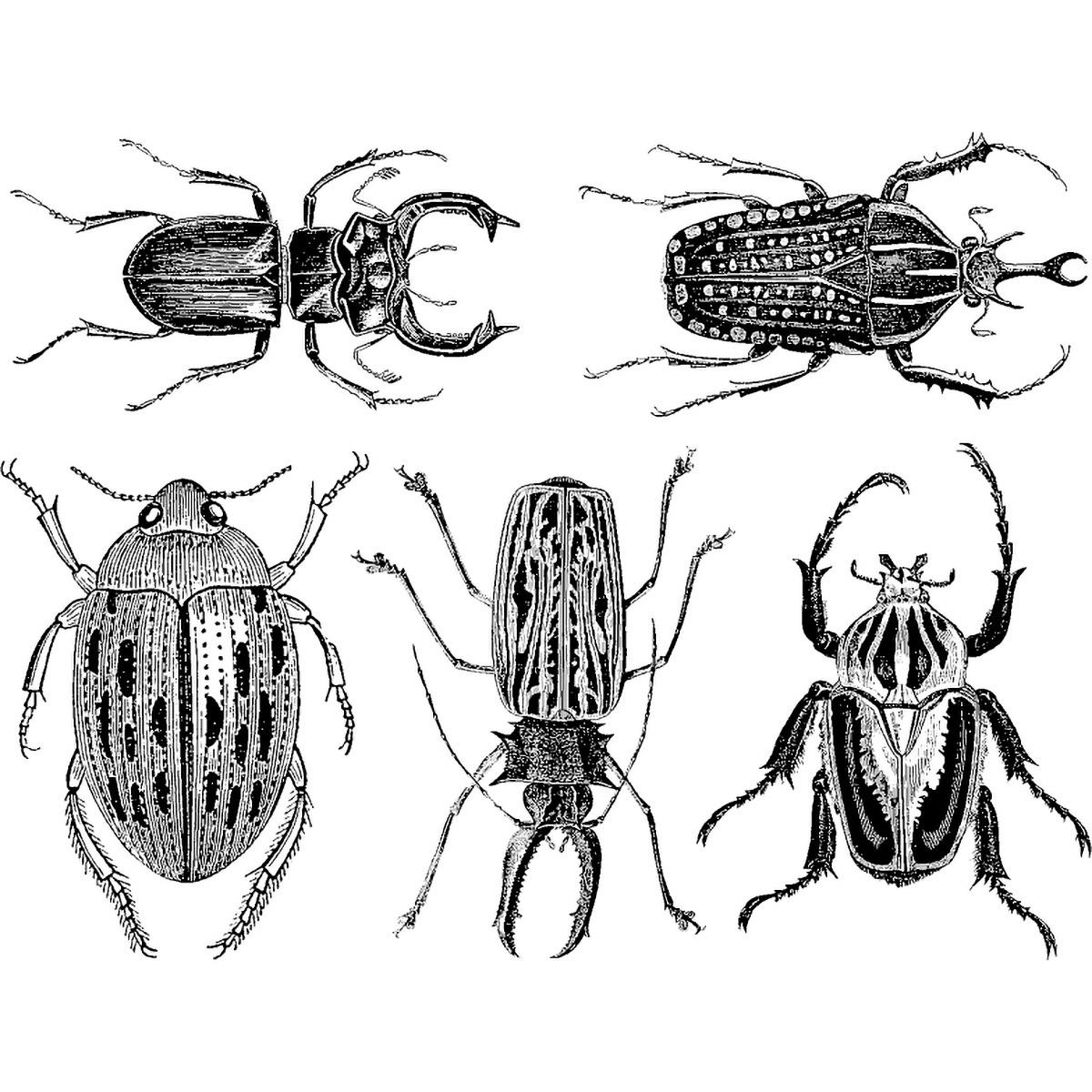 Decal, Scarabs, Black Decal