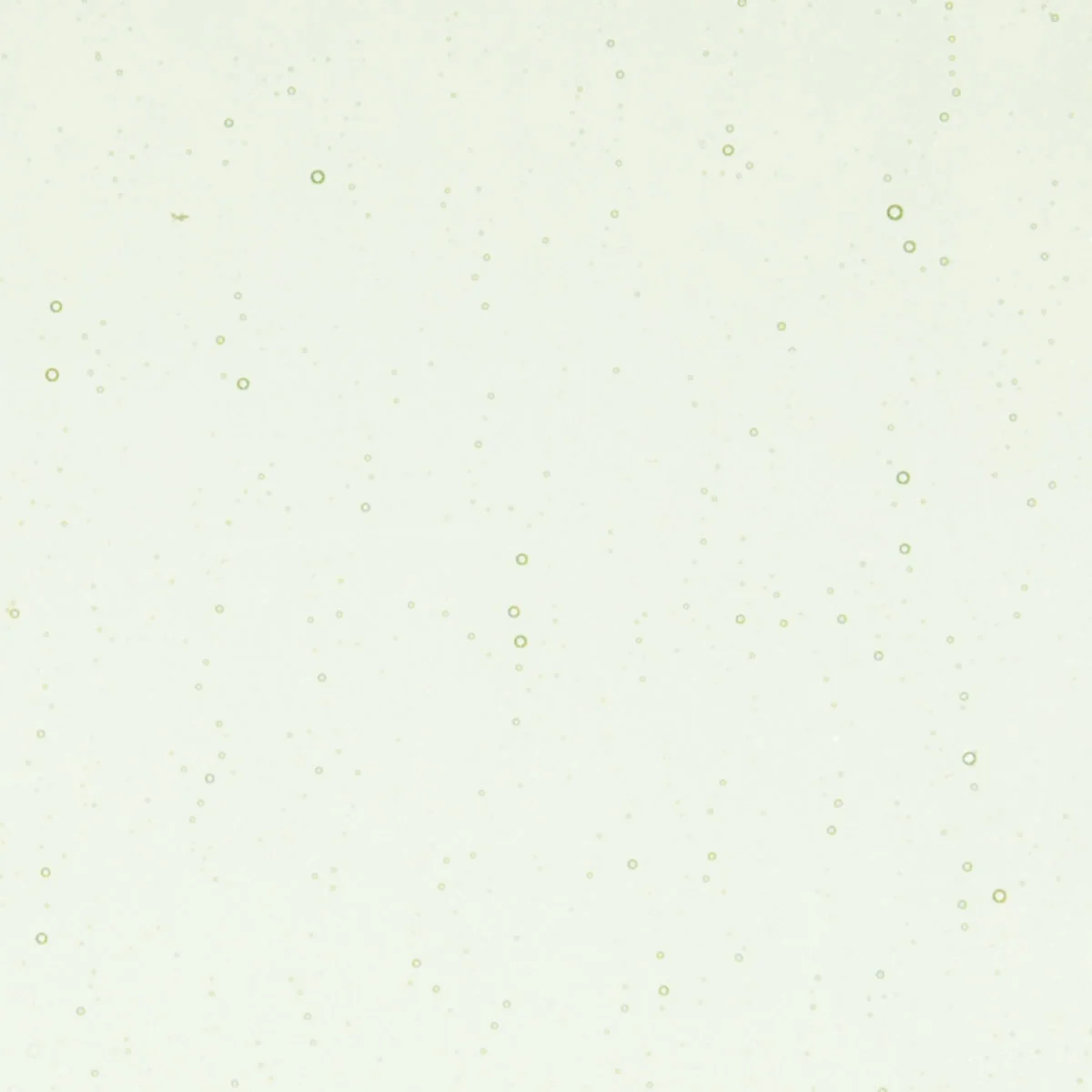 Grass Green Tint, Double-rolled, 3 mm, Fusible