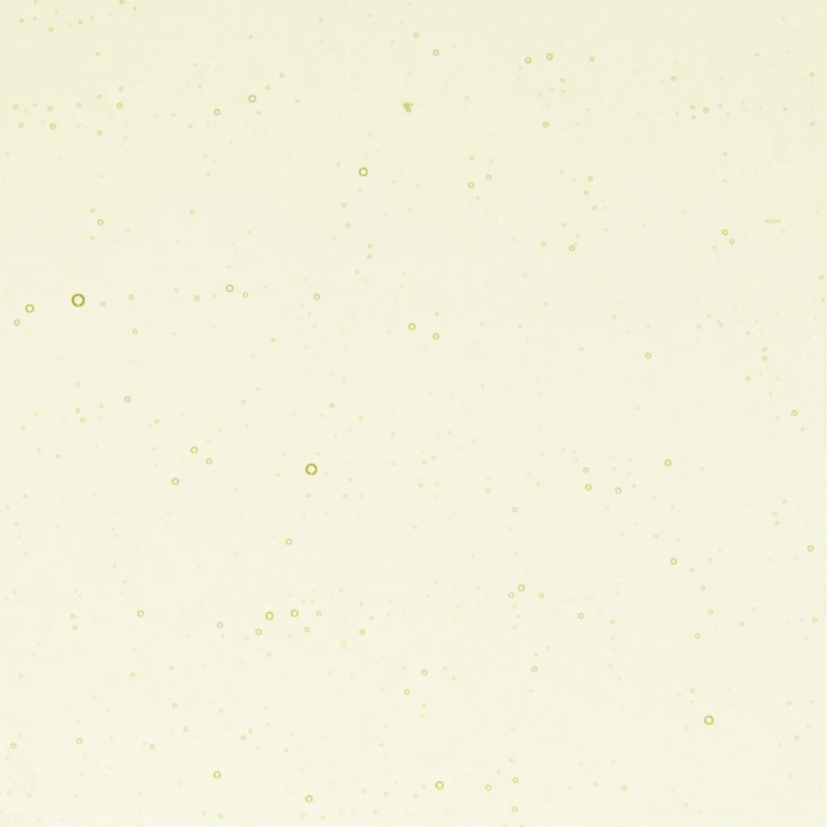 Green Tea Tint, Double-rolled, 3 mm, Color Sample, 2 x 2 in.