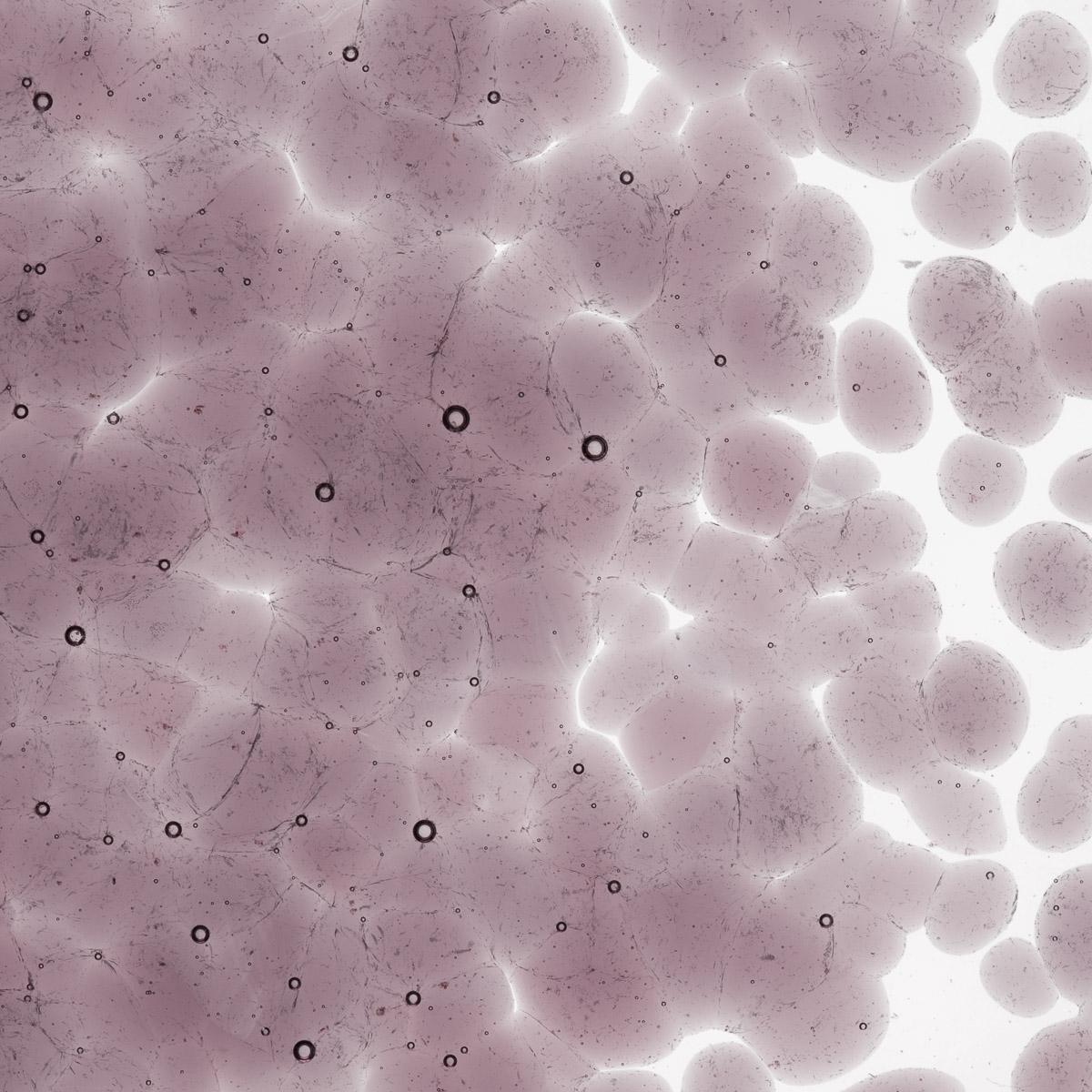 Light Violet Transparent, Coarse Frit, Fusible