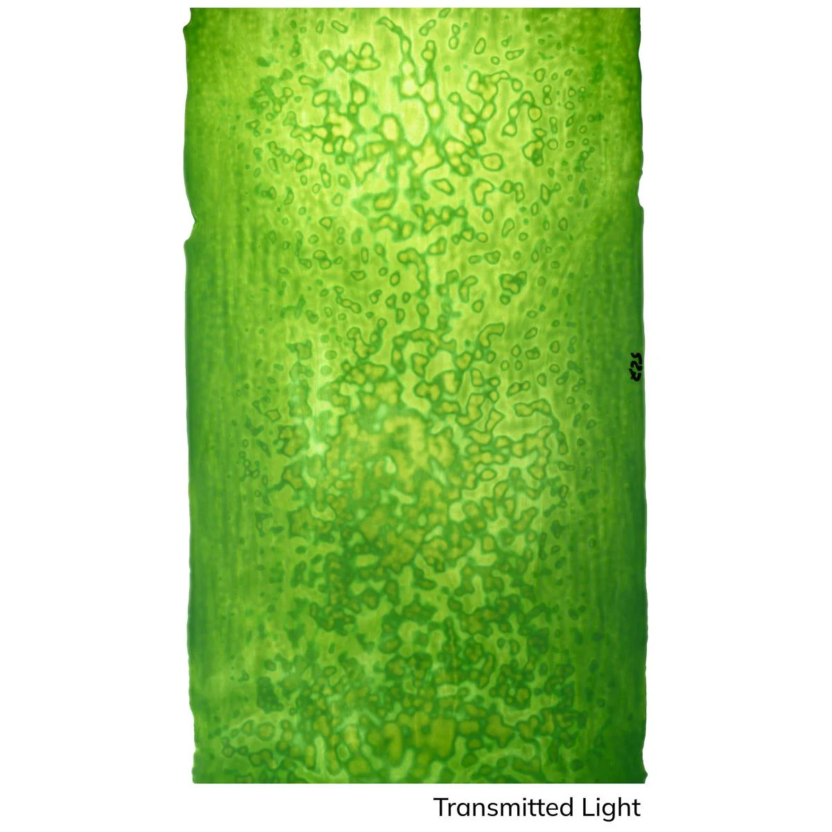 Medium Celery Green, Mottle Mottle Opalescent, Single-rolled, 3 mm, Non-Fusible - Image 3