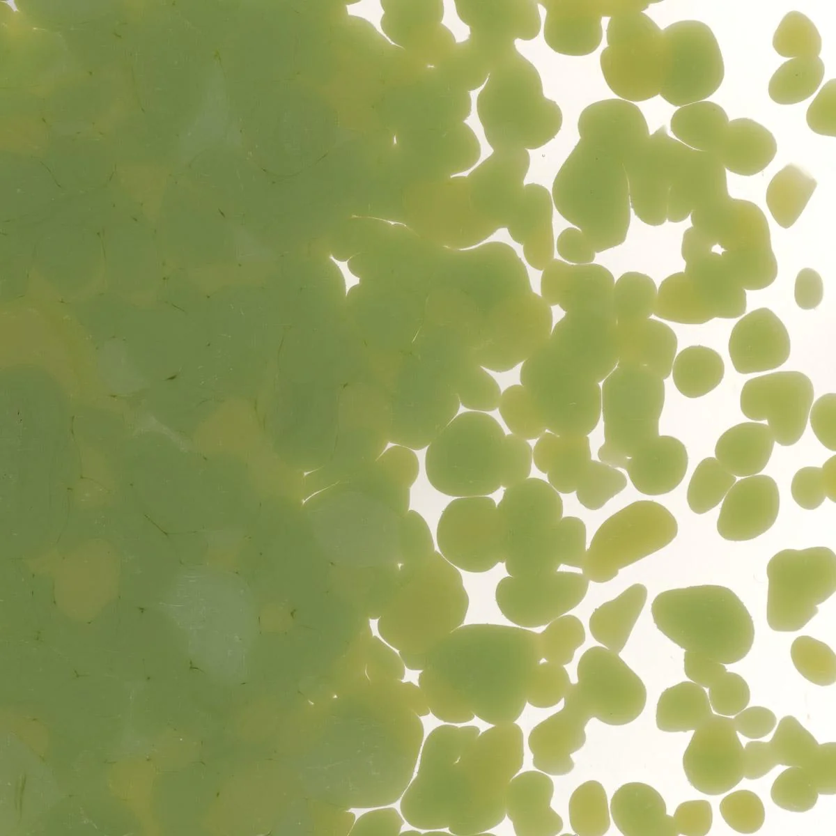 Olive Green Opalescent, Coarse Frit, Fusible
