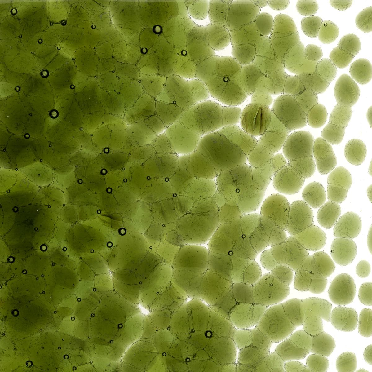 Pine Green Transparent, Coarse Frit, Fusible