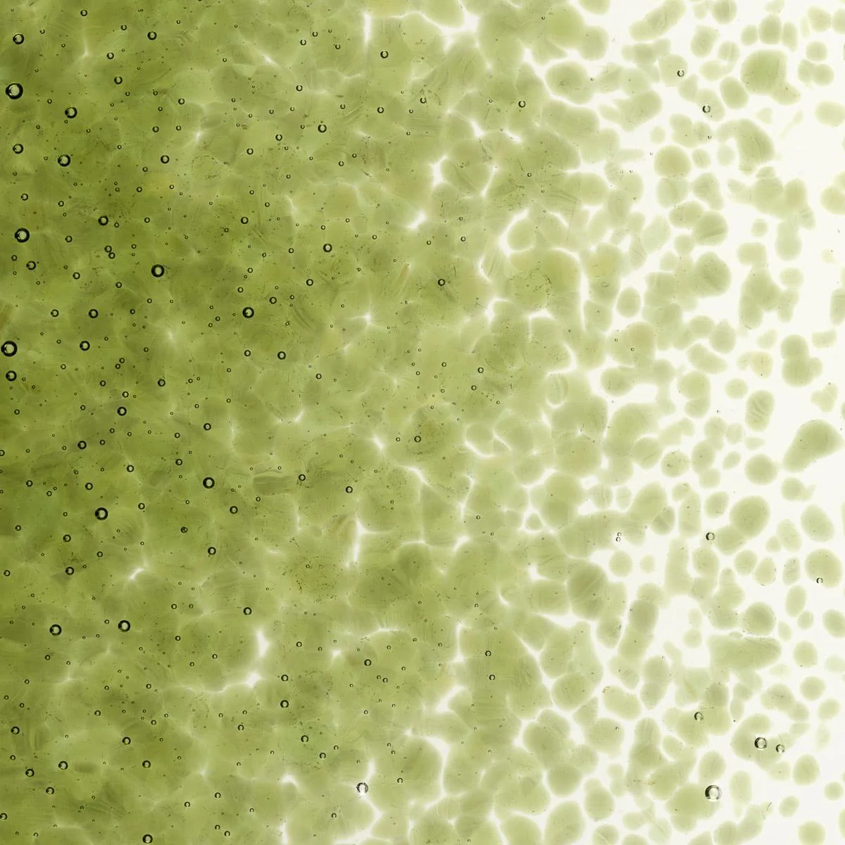 Pine Green Transparent, Medium Frit, Fusible