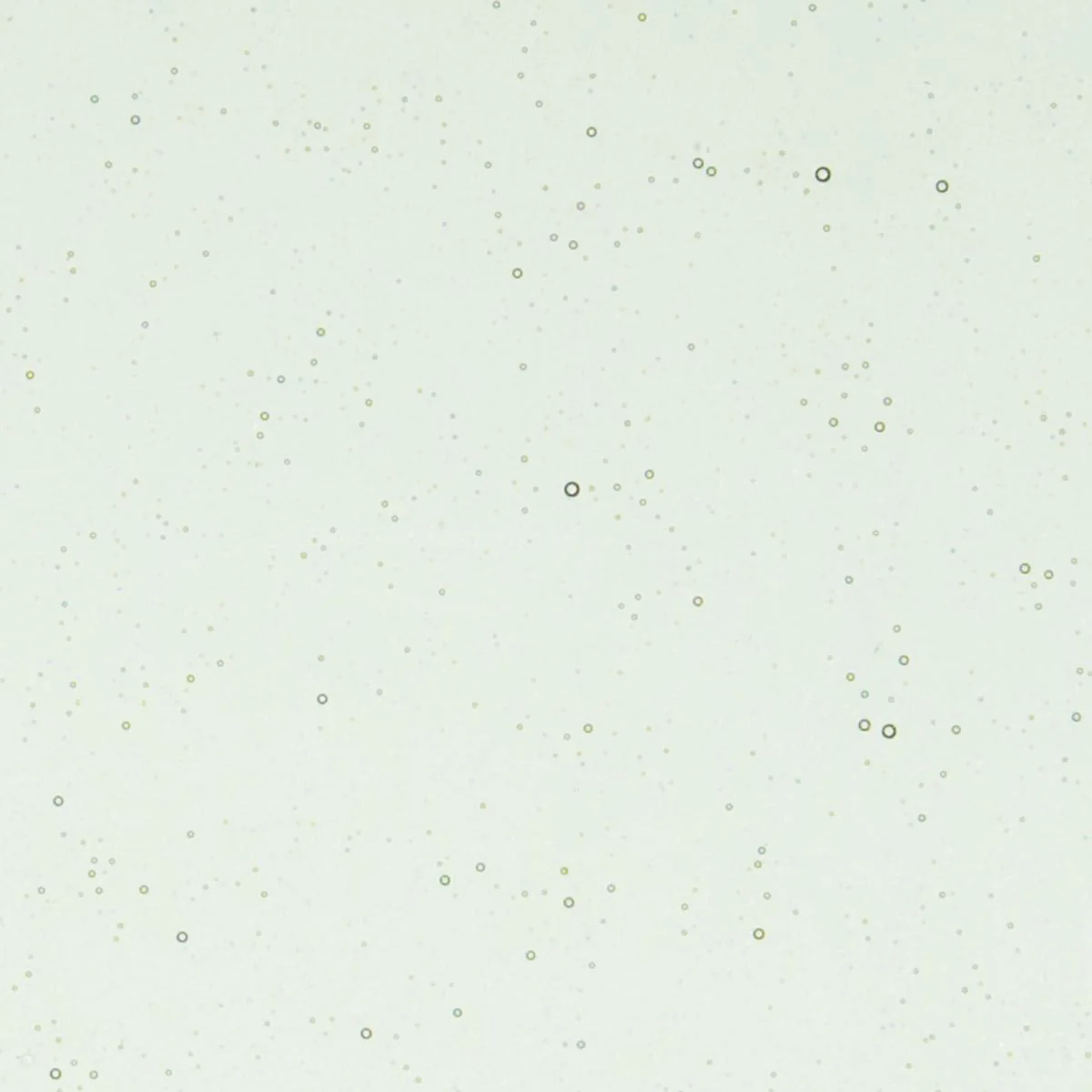 Spruce Green Tint, Double-rolled, 3 mm, Fusible